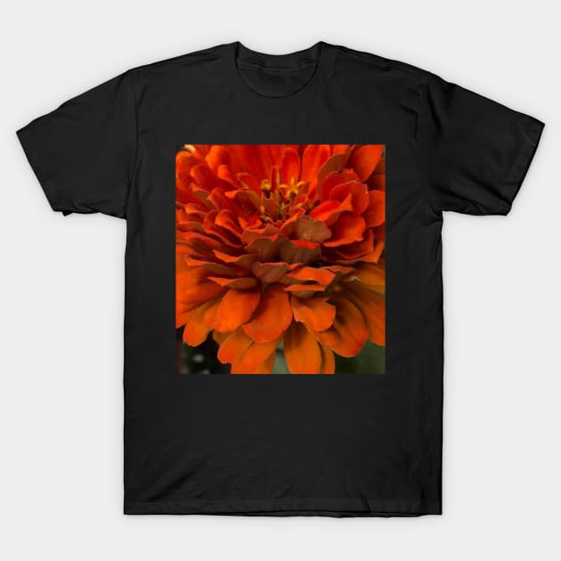 Fall Harvest Orange Zinnia T-Shirt by Photomersion